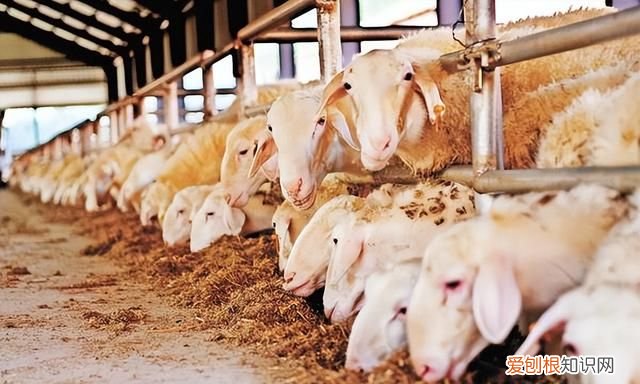 可以喂羊花椒吗 羊吃花椒叶有什么好处