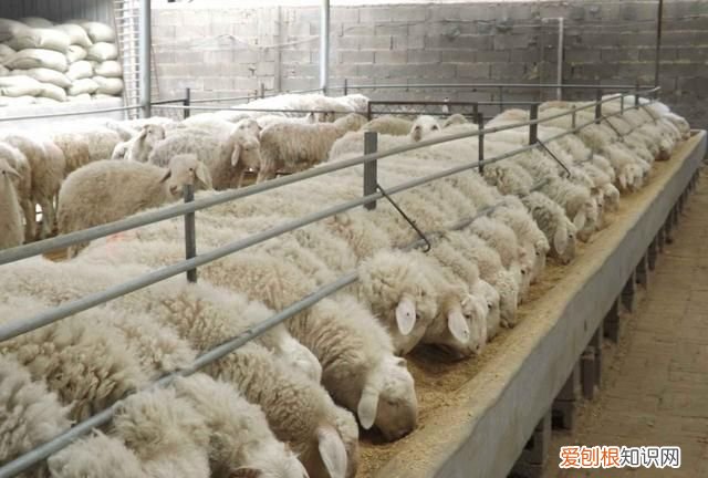 可以喂羊花椒吗 羊吃花椒叶有什么好处