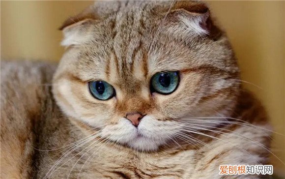 猫咪老是刨水怎么办 把碗里的水打翻 ，猫一直刨猫砂盆怎么回事？