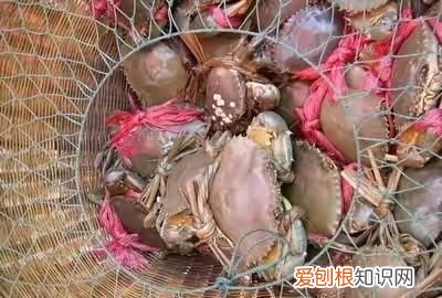 煮熟的青蟹过夜还能吃吗?为什么会苦呢 ，煮熟的青蟹过夜还能吃吗?为什么会苦味？
