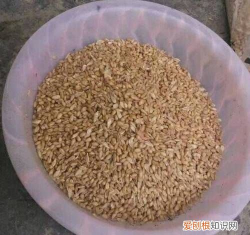 怎么泡钓鱼麦子，钓鱼的麦子怎么泡制