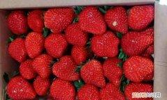 冬天的第一个草莓是什么意思