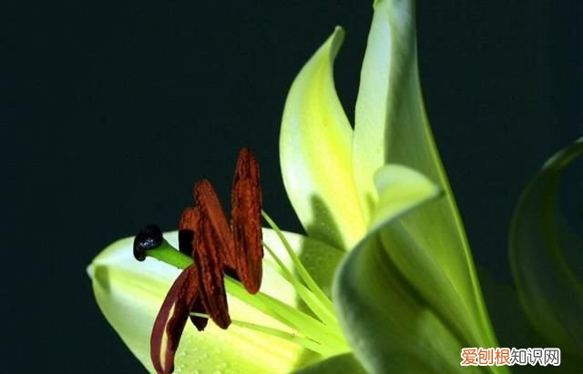 百合花的花芯要摘掉吗