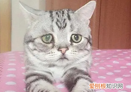 为什么猫的表情很忧郁 ，猫咪为什么表情很凶？