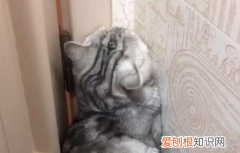 猫咪一直对着墙壁发呆怎么回事 ，猫咪一直对着墙壁左右来回走？