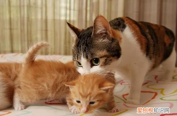 小猫咪离开妈妈会想妈妈吗 ，小猫离开母猫会哭吗为什么？