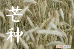 2023年芒种会下雨吗 芒种当天下雨有什么说法