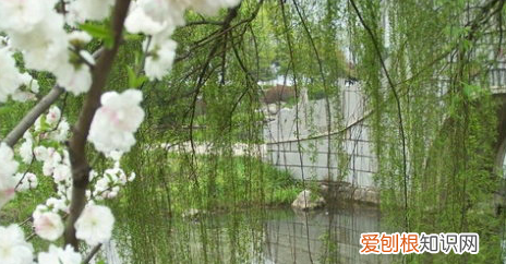 清明是几月几日，2020清明节是哪一天放假