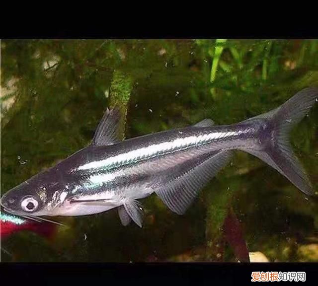 鱼缸中十大最具攻击性观赏鱼 神经质的鱼有哪些