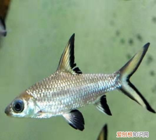鱼缸中十大最具攻击性观赏鱼 神经质的鱼有哪些