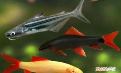 鱼缸中十大最具攻击性观赏鱼 神经质的鱼有哪些