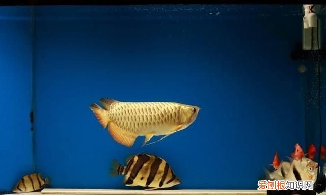 鱼缸中十大最具攻击性观赏鱼 神经质的鱼有哪些