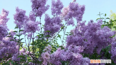 九月丁香花开，丁香几月开花