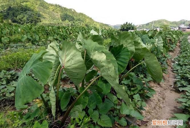 毛芋什么时候种植最适合，南方芋头什么时候种植最好