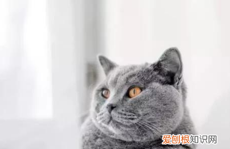 猫会记得以前的主人，和猫咪分开一段时间后很黏人