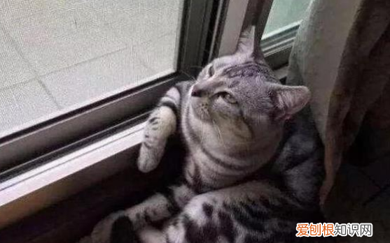 猫会记得以前的主人，和猫咪分开一段时间后很黏人