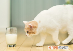 猫为啥不可以喝牛奶 ，猫咪不能吃牛奶的原因？