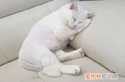 为什么猫咪会躺着坐着睡呢 ,为什么猫咪会躺着坐着睡呢视频?