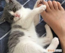 猫咪为什么会突然咬你一下就跑出去 ，猫为什么突然咬你一口就跑？