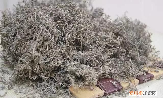 莓茶是什么茶有什么作用