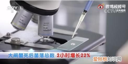 死蟹到底能不能吃别吃错了,蟹死后多长时间就不能吃了