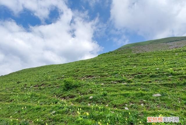 巴朗山云海花海,巴朗山哪里露营看日出
