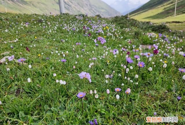 巴朗山云海花海,巴朗山哪里露营看日出