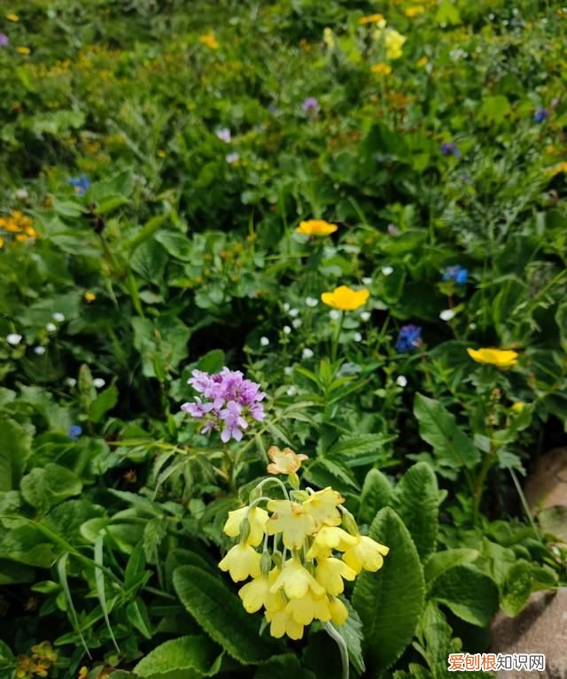 巴朗山云海花海,巴朗山哪里露营看日出