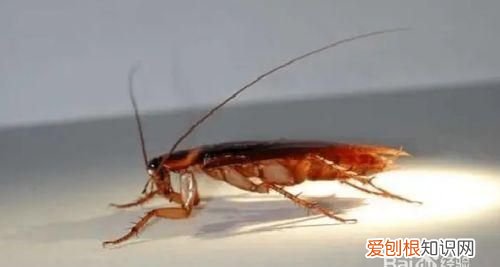 蟑螂能活多长时间