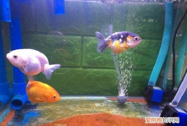 井水养鱼需要困水吗，井水养鱼怎么处理方法