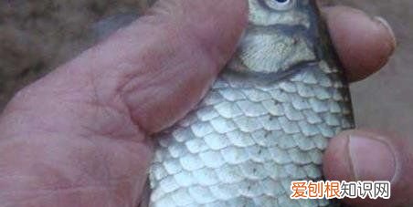 冬天钓鱼如何选位,冬季钓鱼怎么选择钓位钓饵