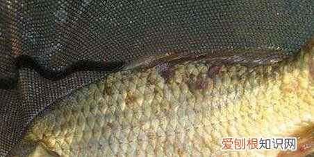 冬天钓鱼如何选位,冬季钓鱼怎么选择钓位钓饵