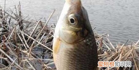 冬天钓鱼如何选位,冬季钓鱼怎么选择钓位钓饵