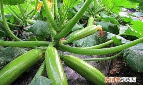 西葫芦几月份播种，西葫芦什么时候开始育苗