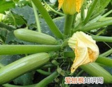 西葫芦几月份播种，西葫芦什么时候开始育苗