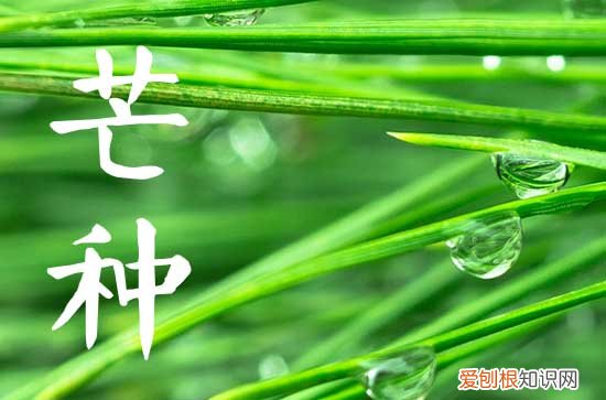 2023年农历四月十九芒种出生的女孩命运解析