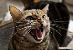 猫咪为什么低声嘶吼 ，猫咪为什么会低声咆哮？