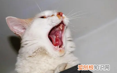 猫咪嘴巴上溃疡 ，猫嘴溃疡什么样？