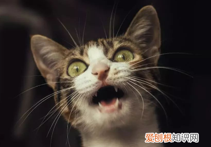 晚上睡觉猫一直叫 ，晚上一睡觉猫就叫？