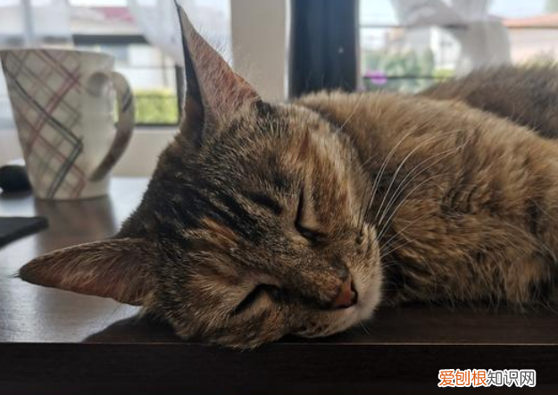 猫咪睡觉时为什么有规律的颤抖 ，猫睡觉时为什么会乎乎叫？