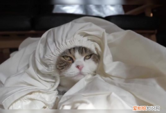 猫咪喜欢咬床单什么意思 ，猫咪爱咬床单？