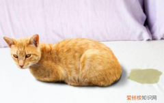 猫咪为啥总爱在床上尿 ，猫为什么老在床上尿？