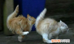 猫为什么喜欢互相追逐呢 ，猫为什么喜欢互相追逐它？