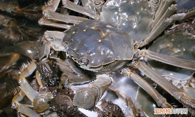 怎么保存螃蟹才能存放更久一些 螃蟹的保存方法可以放冰箱