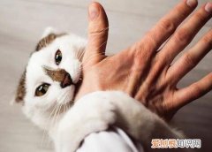 猫为什么咬人之后舔人 ，猫为什么咬人咬出血？