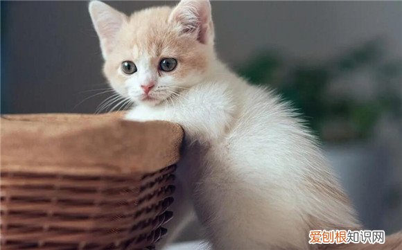 猫咪嘟嘟叫 ，猫咪嘟嘟嘟的是什么意思？