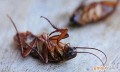蟑螂踩死繁殖更快吗