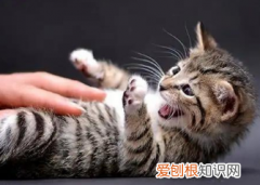 猫猫老是抓人 ，猫咪老是抓人怎么办?什么原因?如何纠正?？