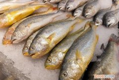黄花鱼是补充蛋白质非常良好的一种食材吗