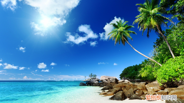 为什么夏天建议多吃黄皮,长期吃黄皮有什么好处和坏处